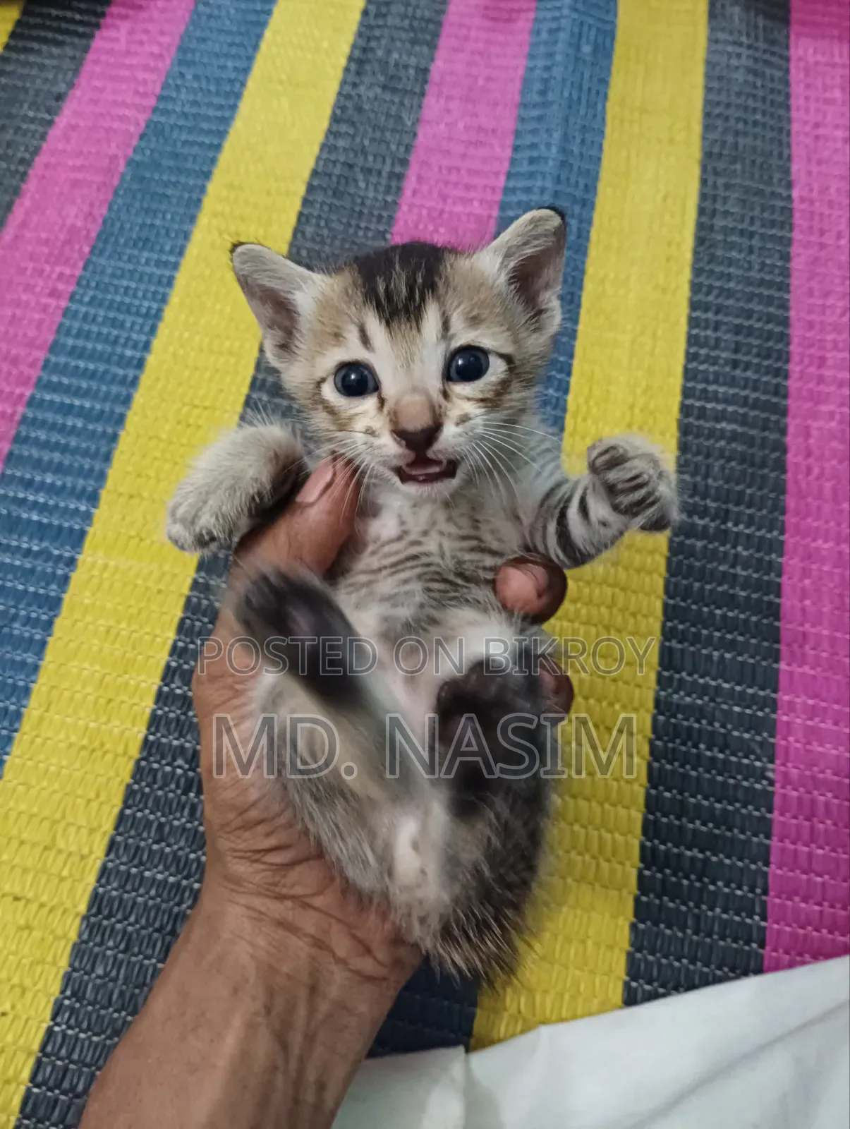০-১ মাসের পুরুষ সংকর জাতের বিড়াল