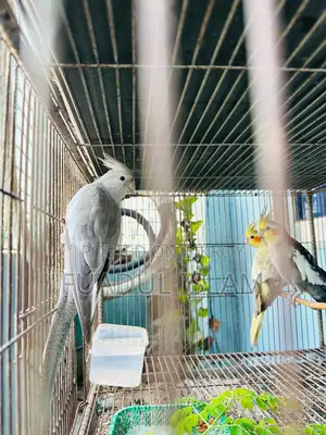 Cockatiel বিক্রি হবে