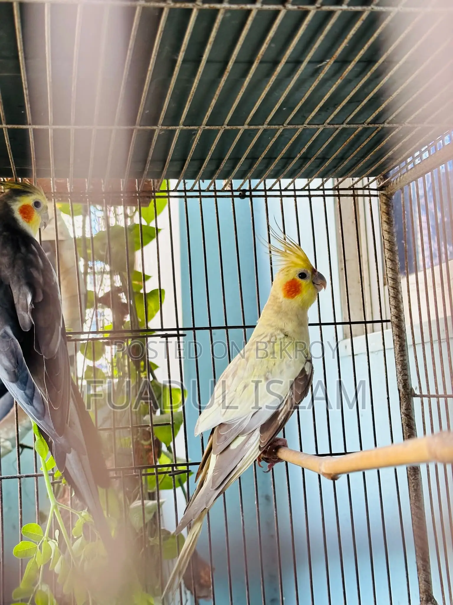 Cockatiel for sale