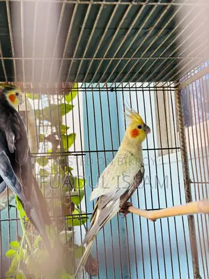 Cockatiel for sale