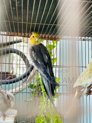 Cockatiel for sale