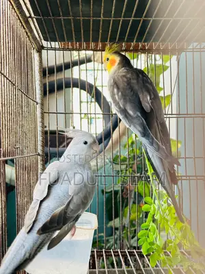 Cockatiel for sale