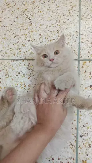 3-6 months Female Purebred Persian