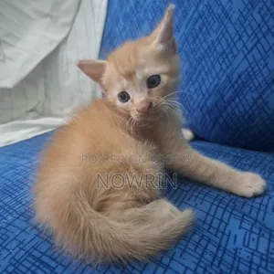 1-3 months Female Mixed Breed Persian