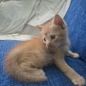 ১-৩ মাসের নারী মিশ্র জাতের পার্সিয়ান