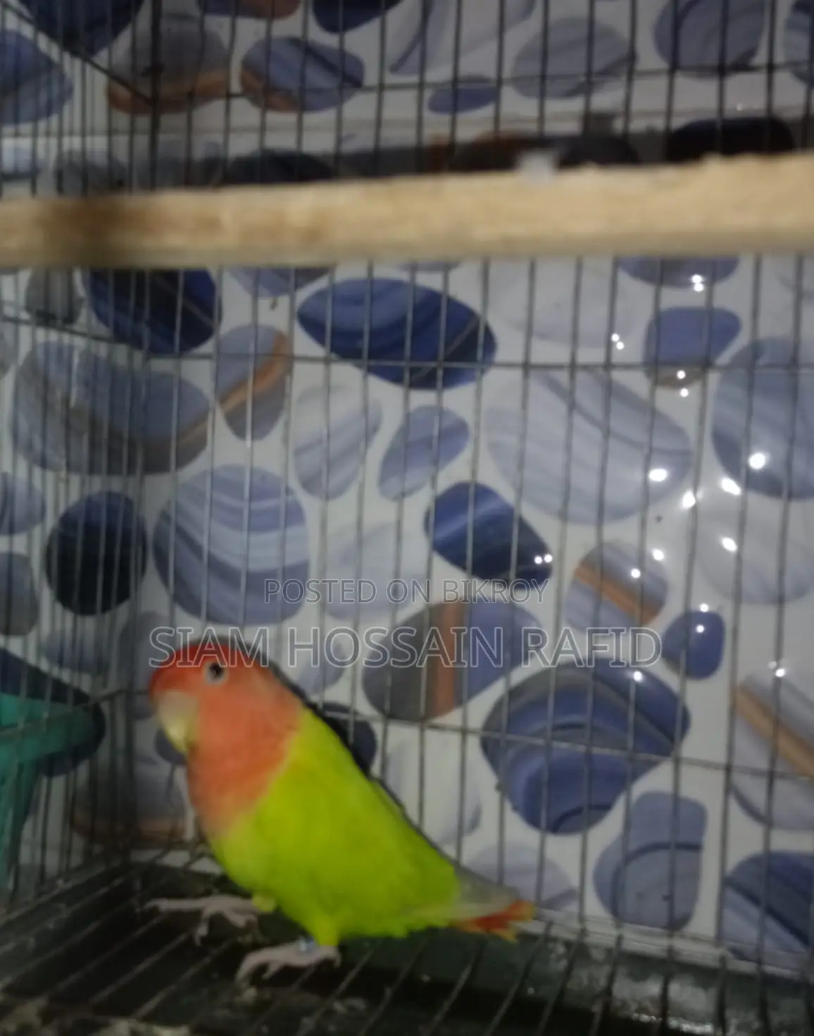 লাভ বার্ড ফর সেল