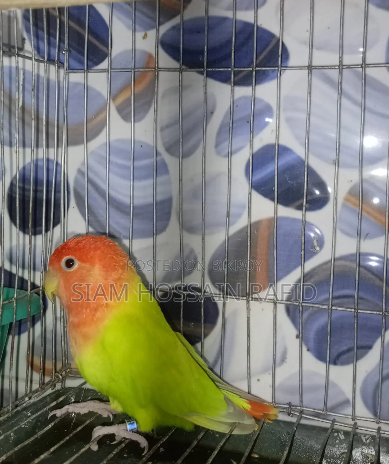 লাভ বার্ড ফর সেল