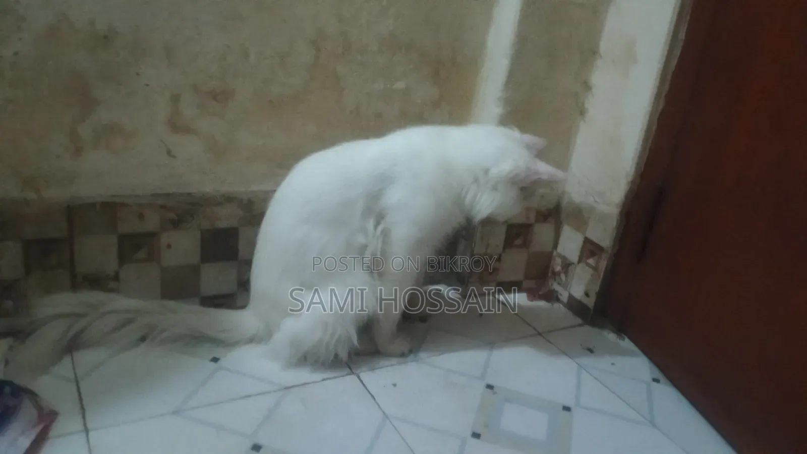 ১+ বছরের মহিলা মিশ্র জাতের টার্কিশ অ্যাঙ্গোরা