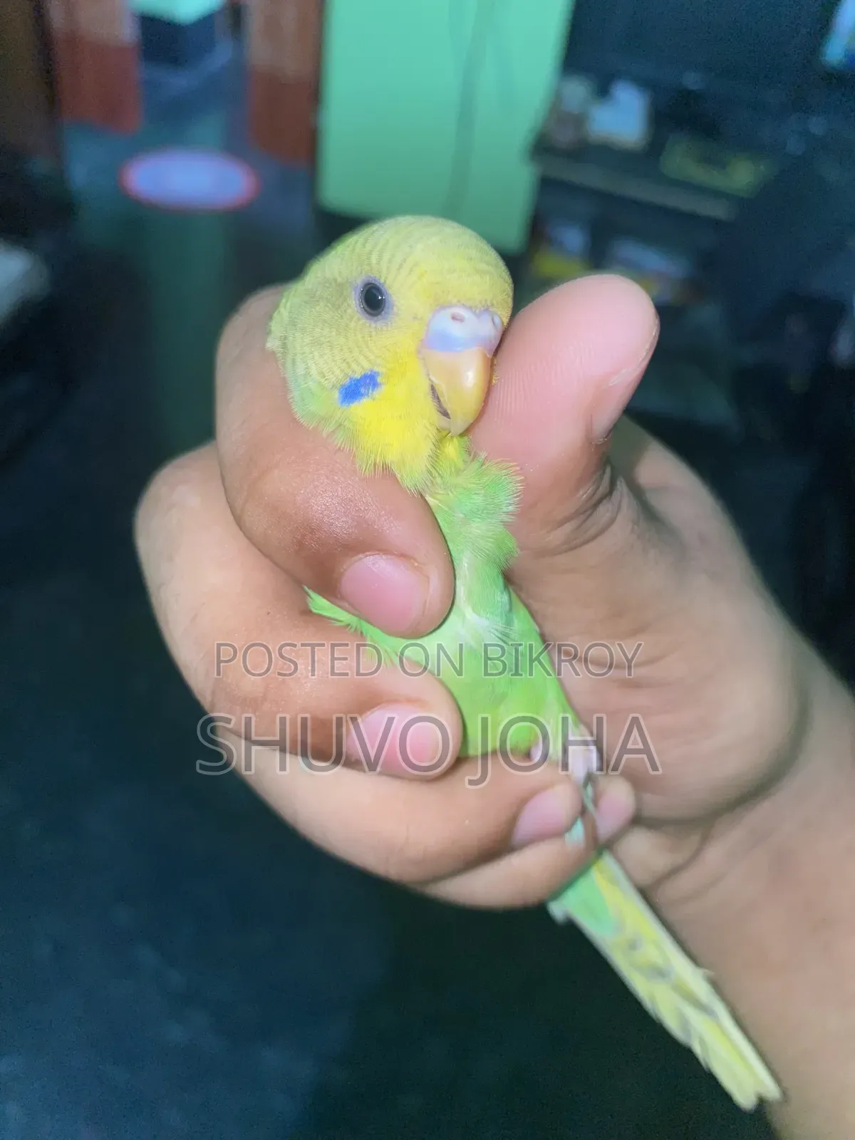 বাজরিকা পাখি।