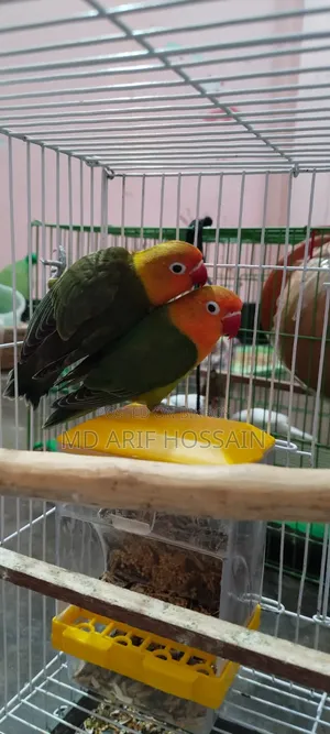 Love Bird