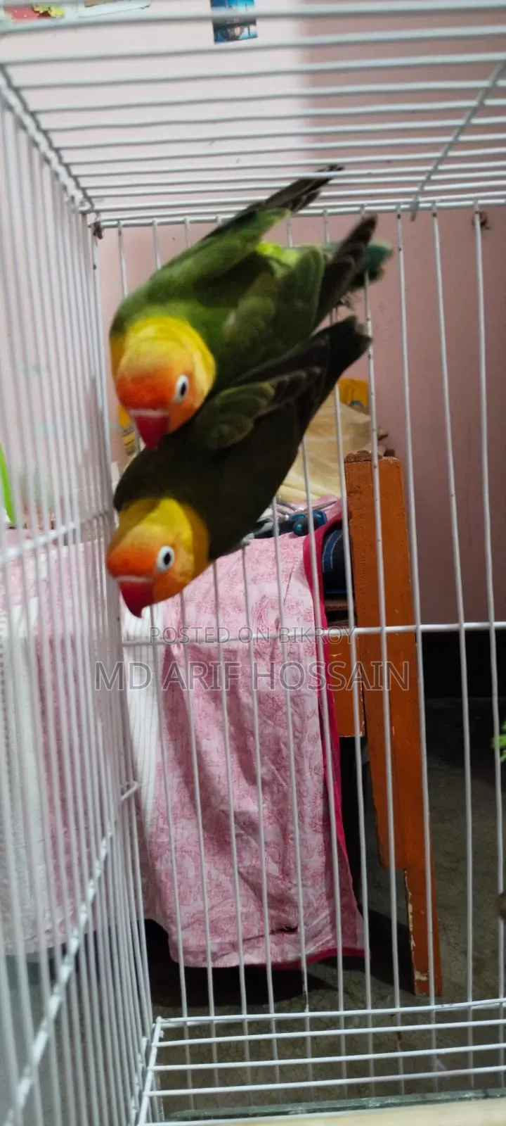 Love Bird