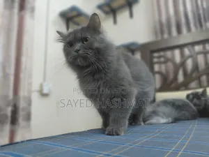 6-12 months Female Purebred Persian