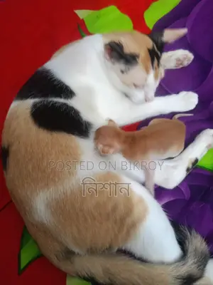 ৬-১২ মাস বয়সী মাদী মিক্সড ব্রিড বিড়াল