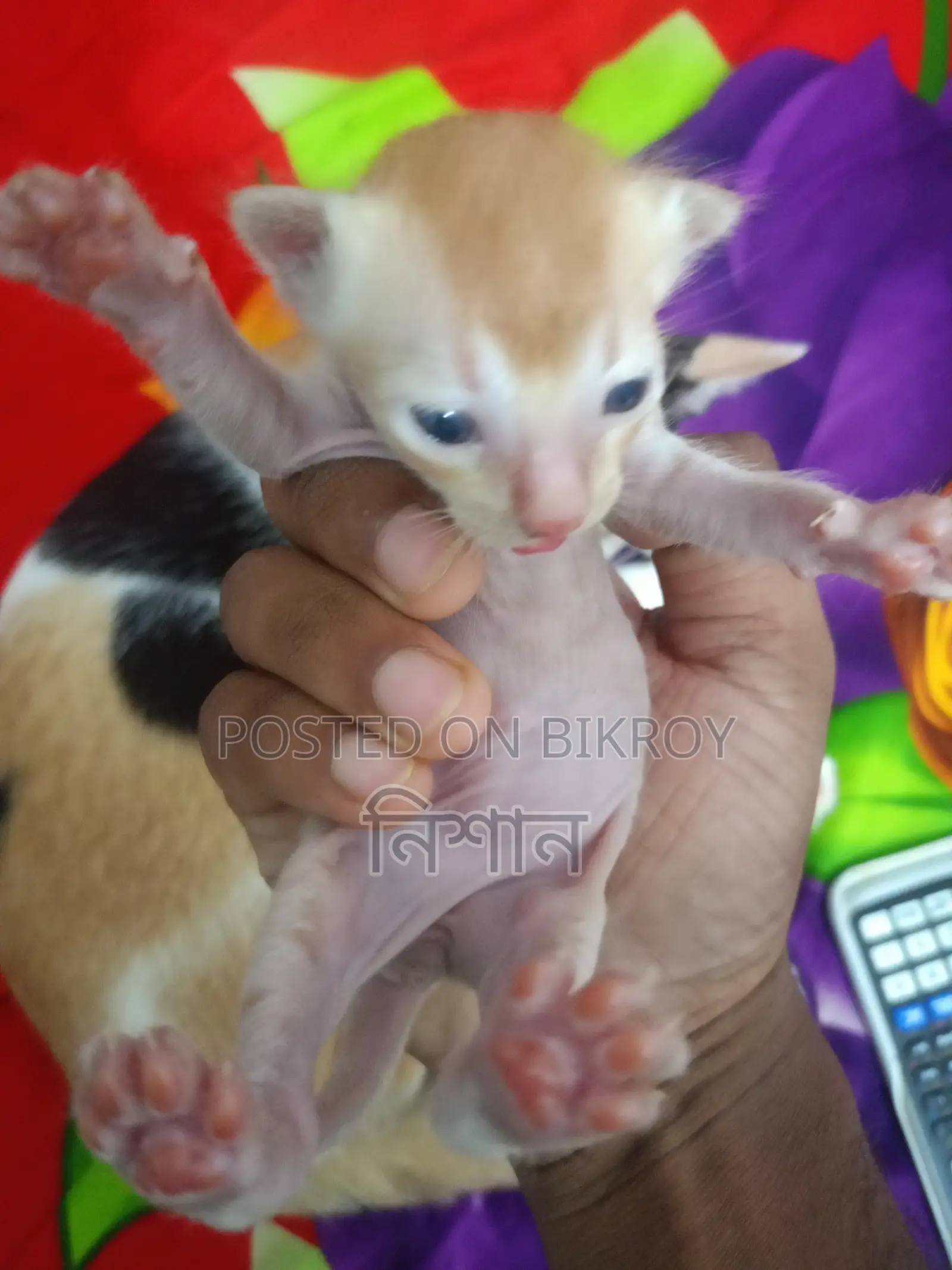 ৬-১২ মাস বয়সী মাদী মিক্সড ব্রিড বিড়াল