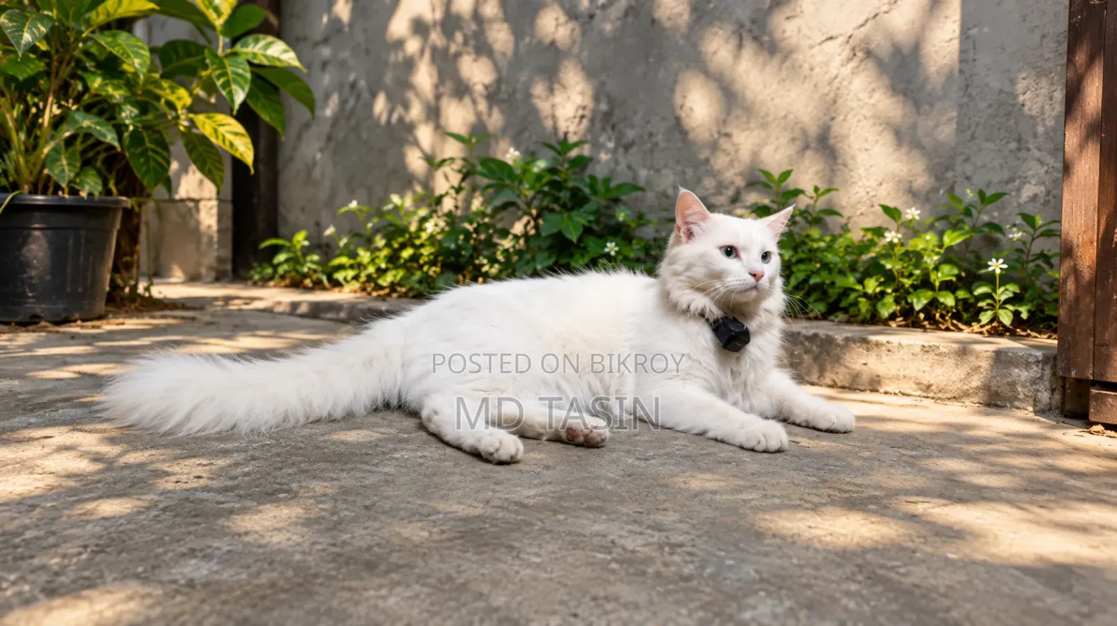 1+ year Male Purebred Persian Cat