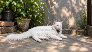 1+ year Male Purebred Persian Cat