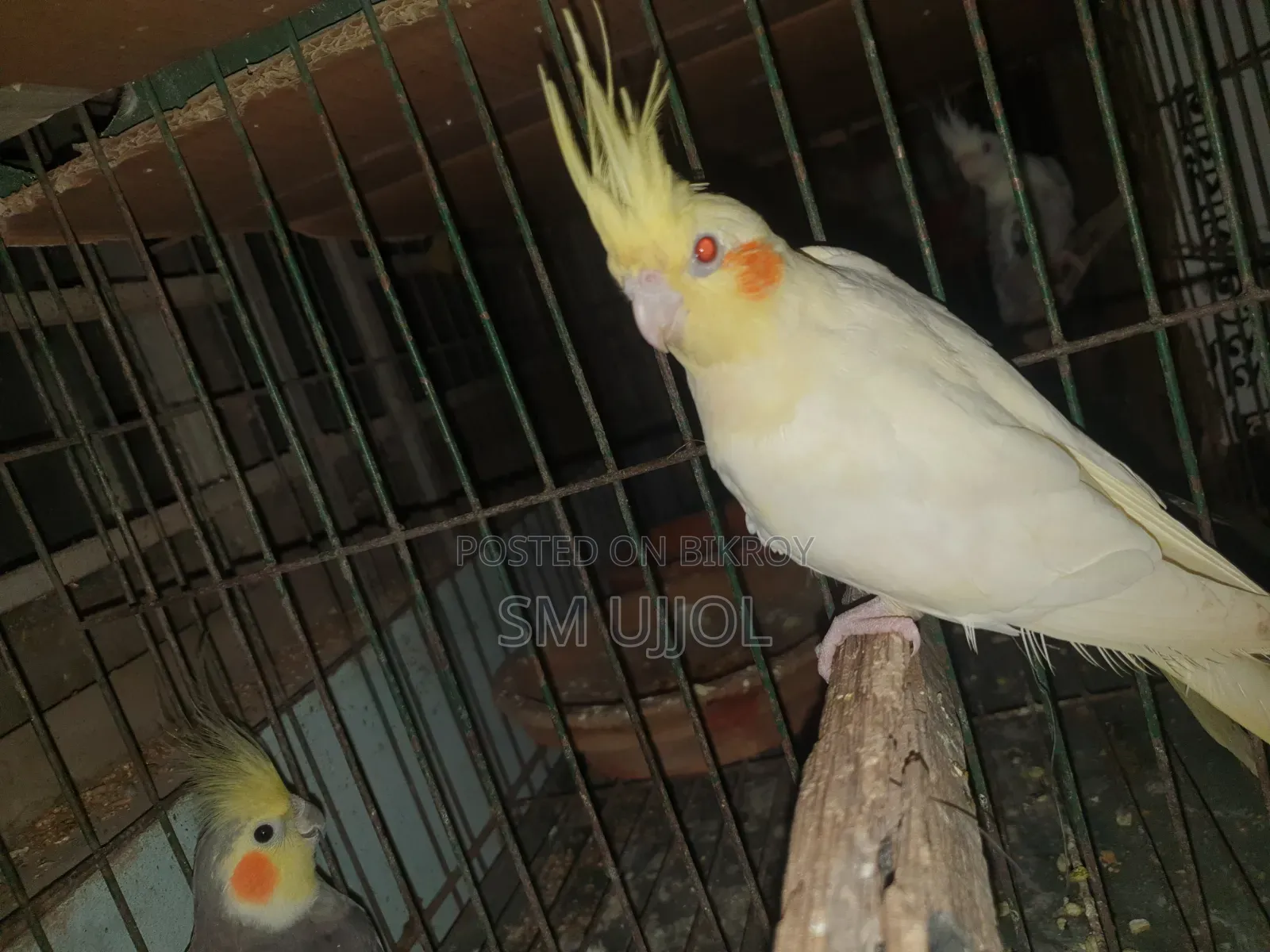 লোটিনা ককাটেল