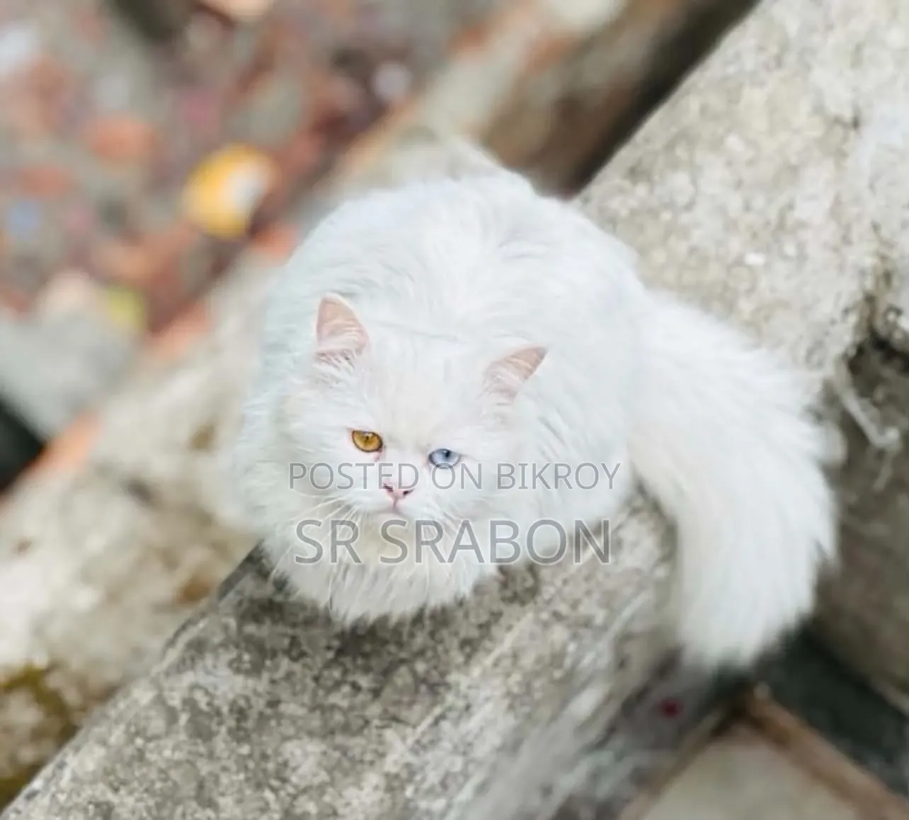 6-12 months Male Purebred Turkish Angora