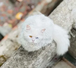 6-12 months Male Purebred Turkish Angora