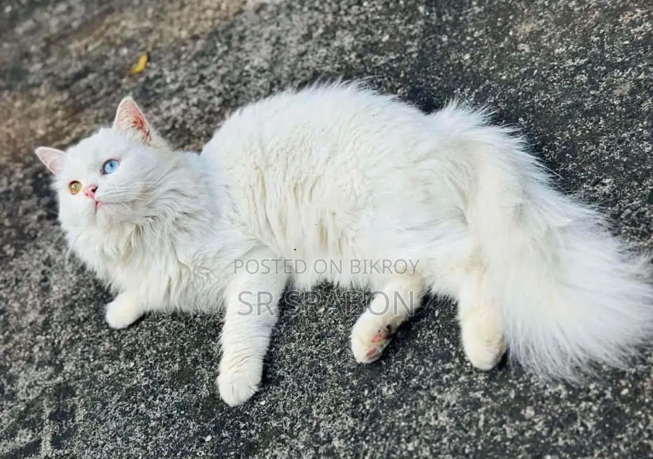 6-12 months Male Purebred Turkish Angora