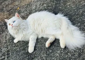 6-12 months Male Purebred Turkish Angora