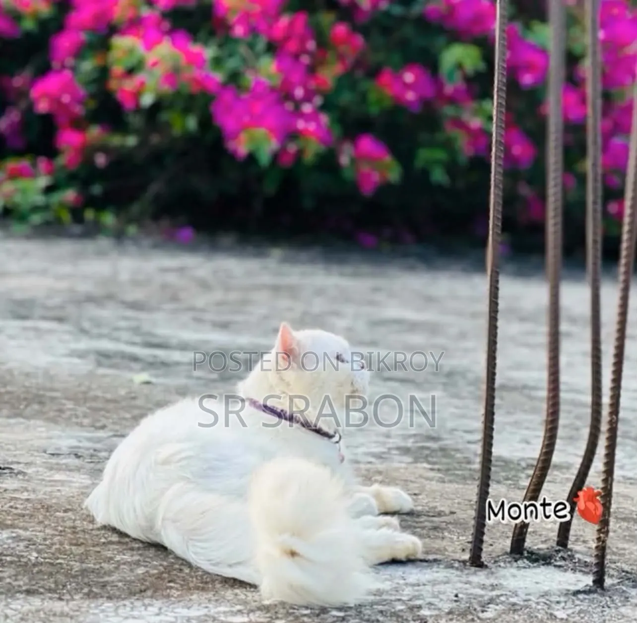 6-12 months Male Purebred Turkish Angora