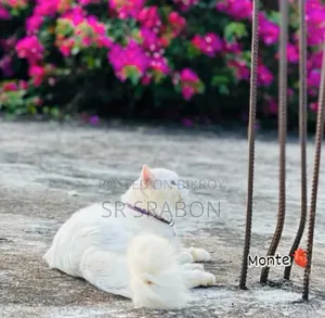 6-12 months Male Purebred Turkish Angora