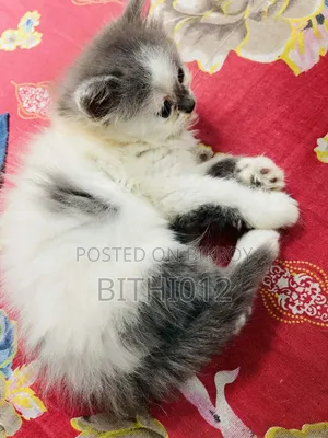 ১-৩ মাস বয়সী ফিমেল পিওরব্রেড পার্সিয়ান