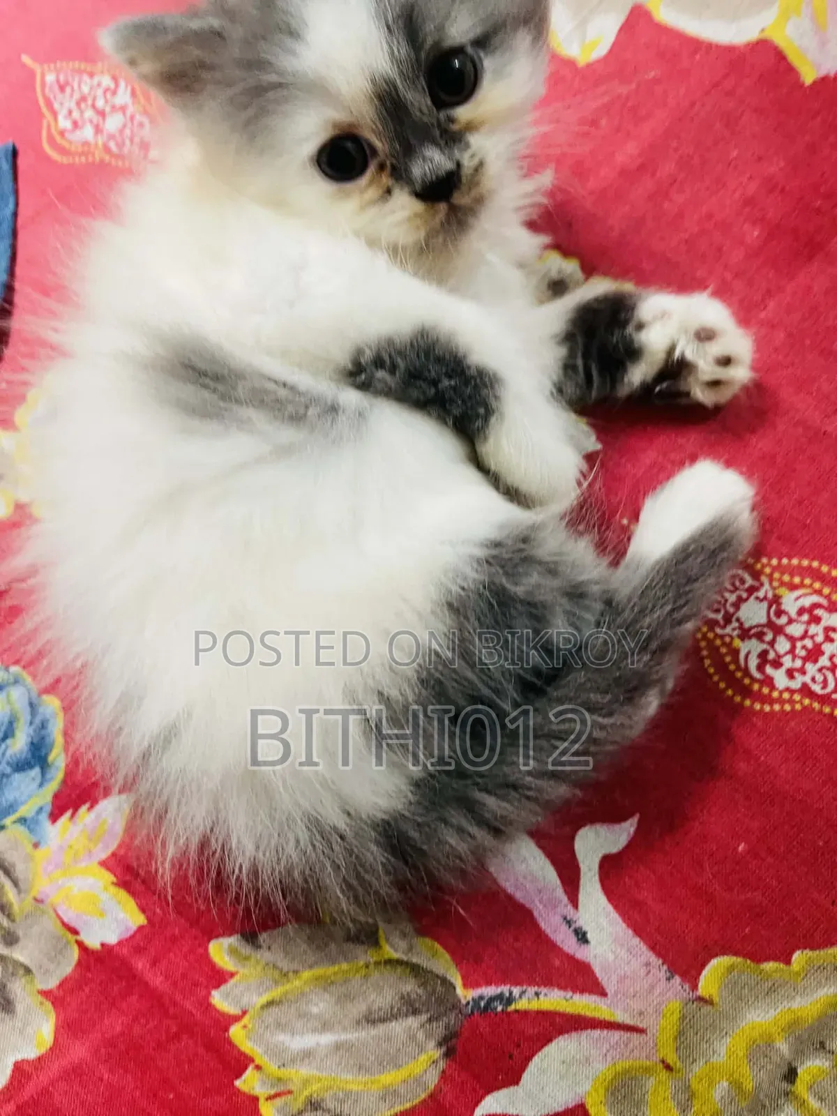 ১-৩ মাস বয়সী ফিমেল পিওরব্রেড পার্সিয়ান