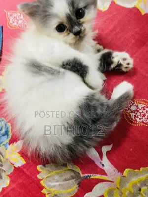 ১-৩ মাস বয়সী ফিমেল পিওরব্রেড পার্সিয়ান