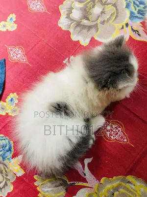 ১-৩ মাস বয়সী ফিমেল পিওরব্রেড পার্সিয়ান