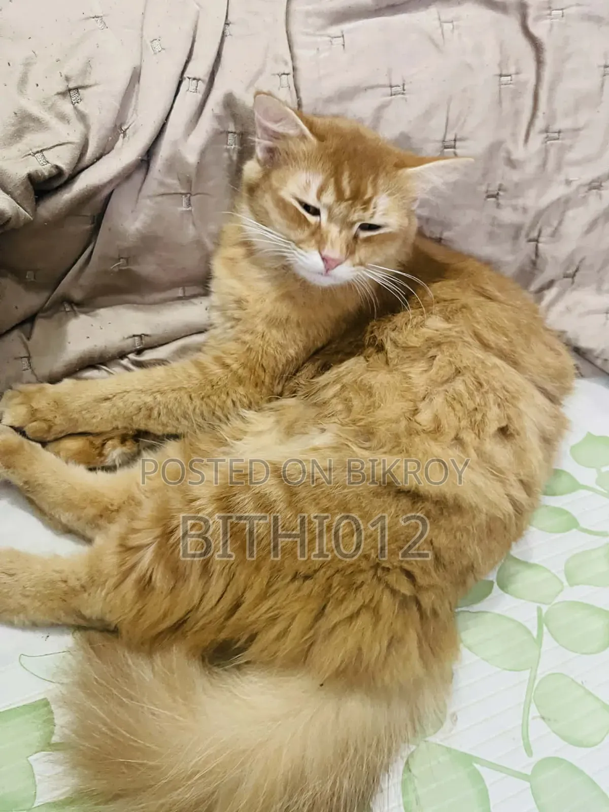 ১-৩ মাস বয়সী ফিমেল পিওরব্রেড পার্সিয়ান