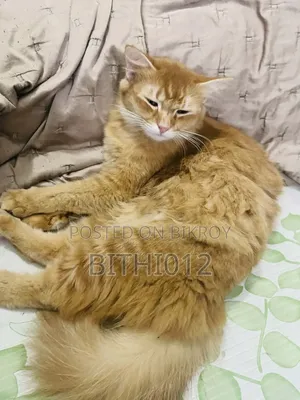 ১-৩ মাস বয়সী ফিমেল পিওরব্রেড পার্সিয়ান