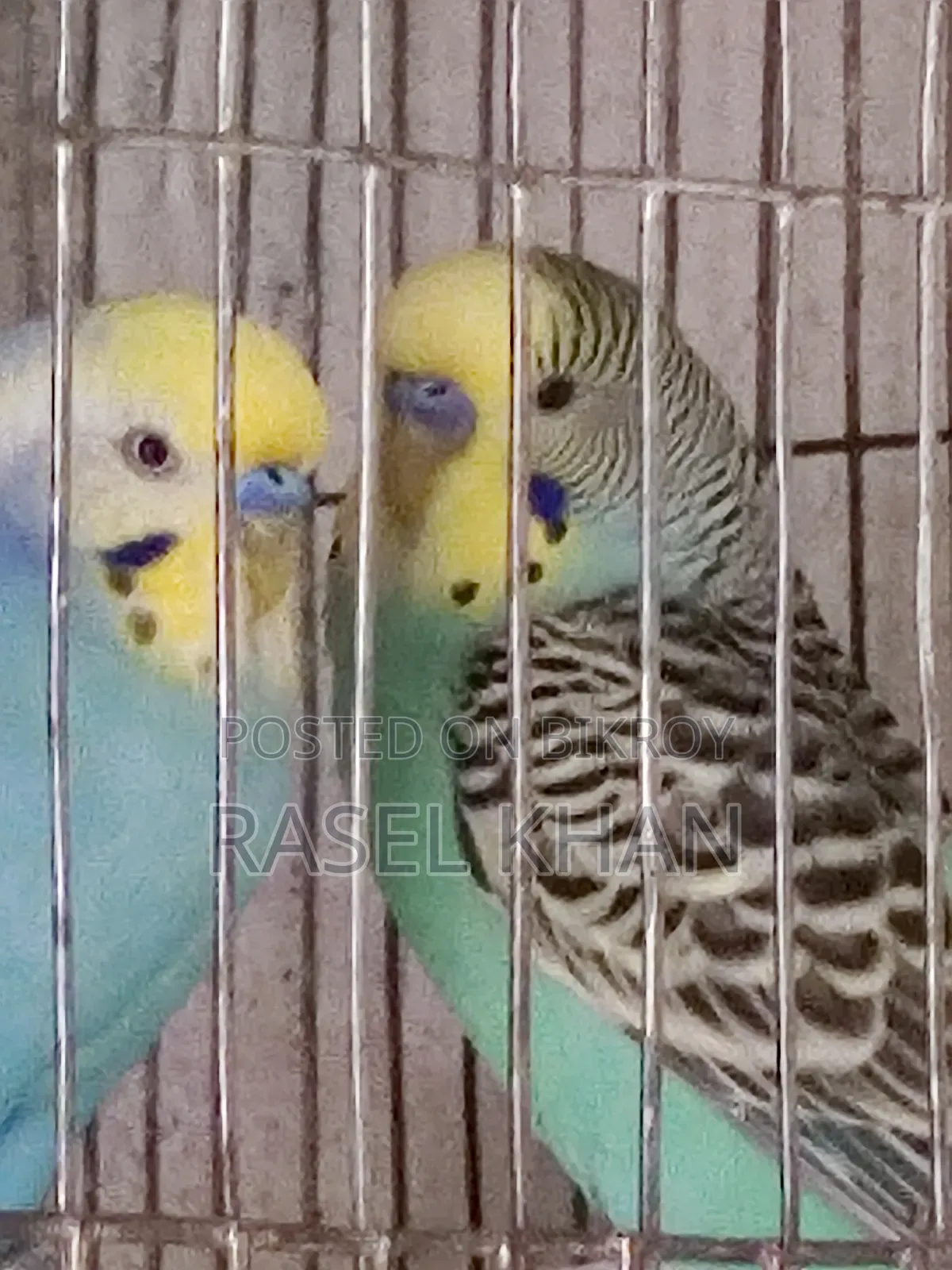 Three pieces of budgie birds for sale