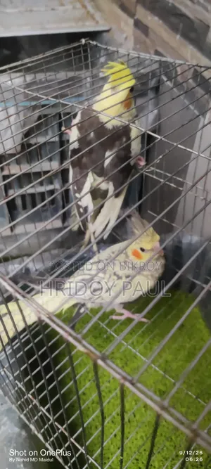 Cockatiel Master Pair