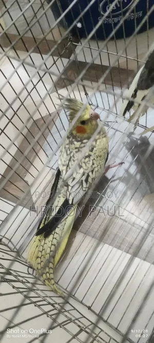 Cockatiel Master Pair