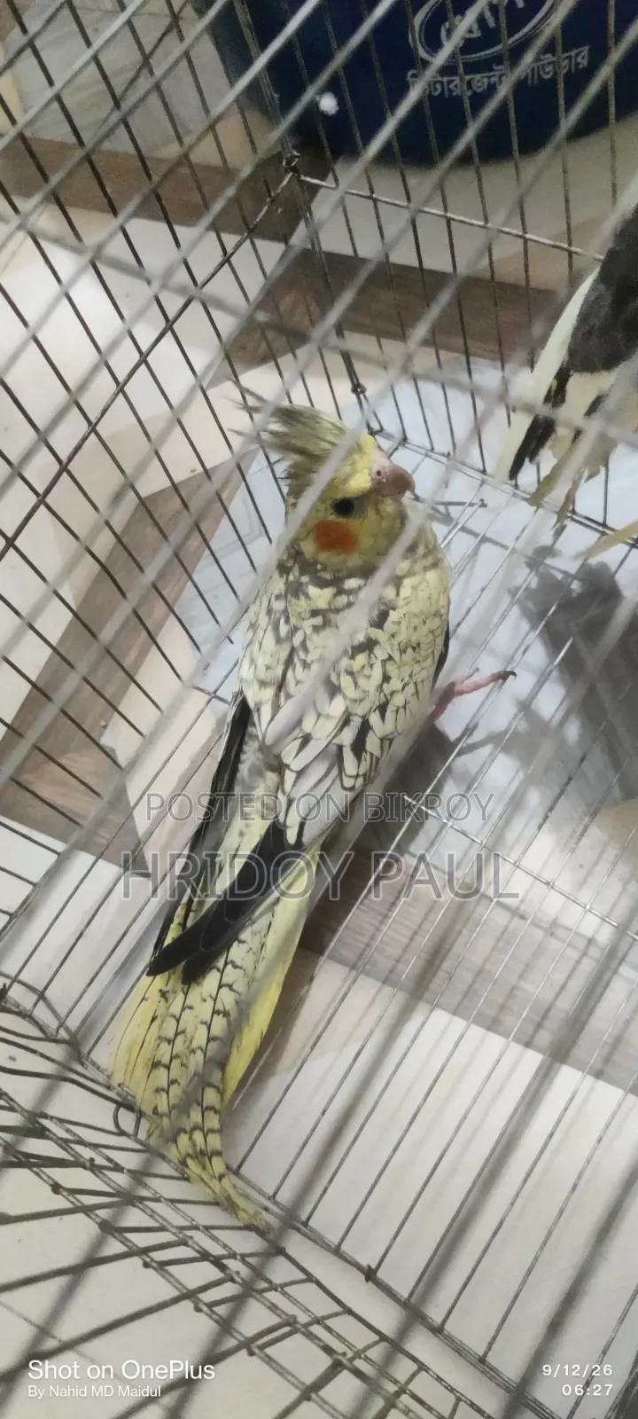 Cockatiel Master Pair