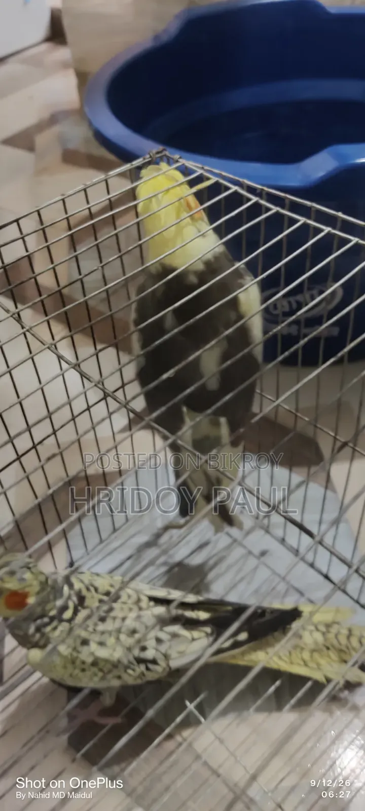 Cockatiel Master Pair