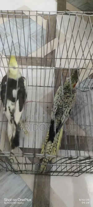 Cockatiel Master Pair