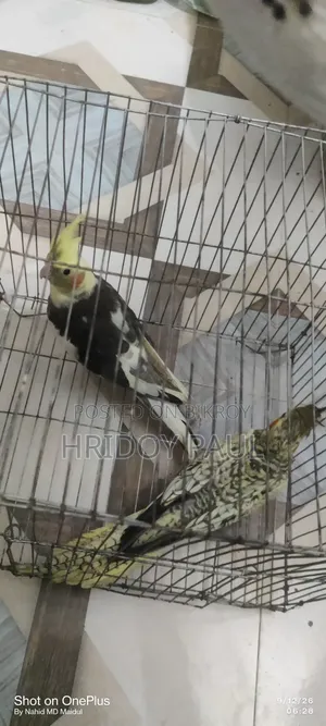 Cockatiel Master Pair