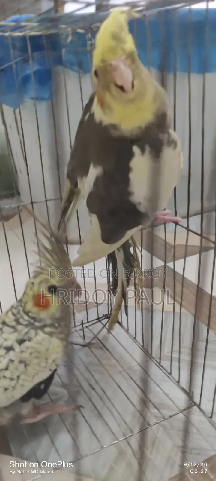 Cockatiel Master Pair