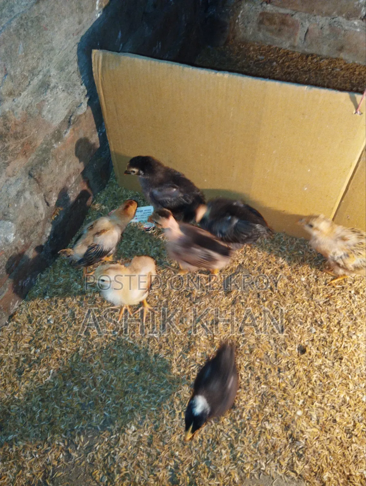 Desi Chicken Chicks for Sale