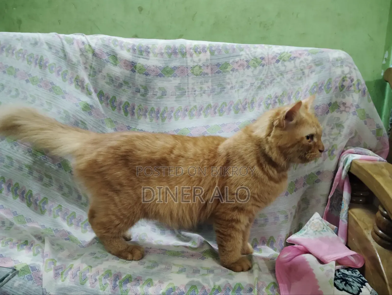 ৬-১২ মাসের ফিমেল পিওরব্রেড পার্সিয়ান