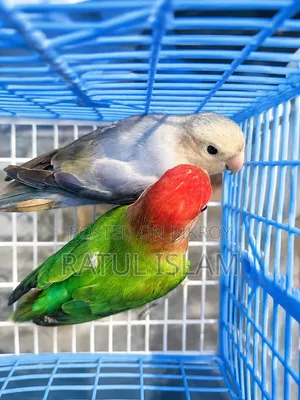 লাভবার্ড নর + মাদি জোড়া