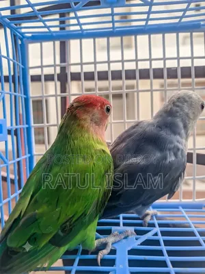 লাভবার্ড নর + মাদি জোড়া