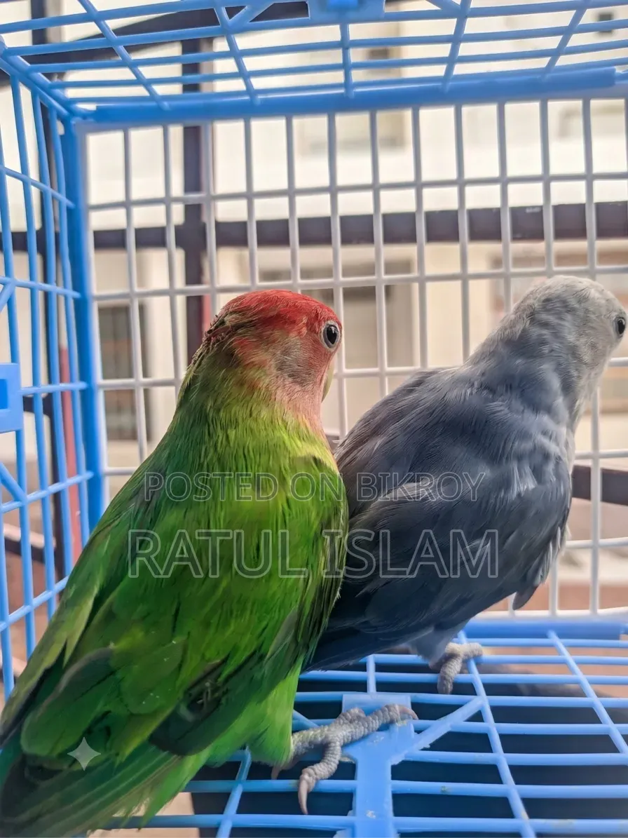 লাভবার্ড নর + মাদি জোড়া