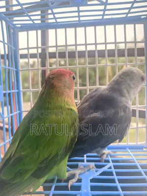 লাভবার্ড নর + মাদি জোড়া