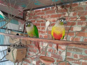 Conure Female