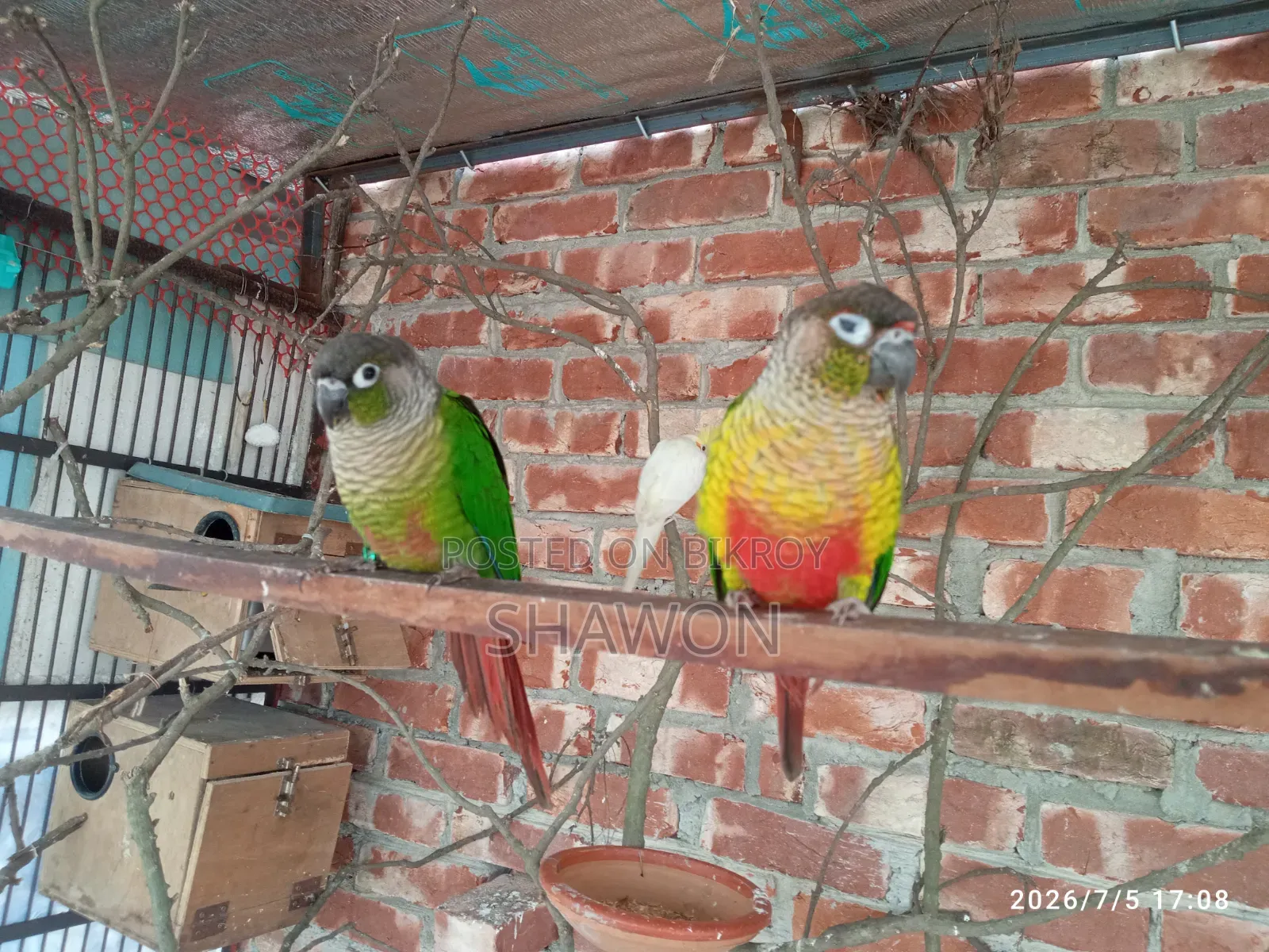 Conure Female