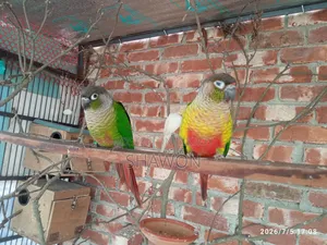 Conure Female